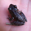 Pinewoods Treefrog