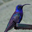 Violet Sabrewing