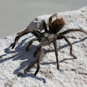 surfing tarantula