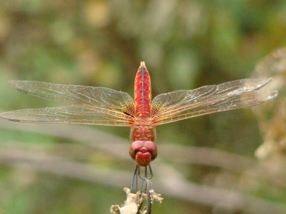 Spotting Image 1