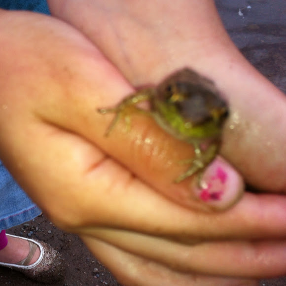 Spotting Image 1