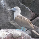 Blue-footed booby