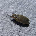 Diurnal Firefly