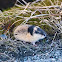 lemming