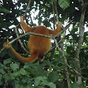 non-melanistic howler monkey