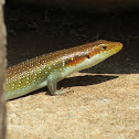 Rainbow skink
