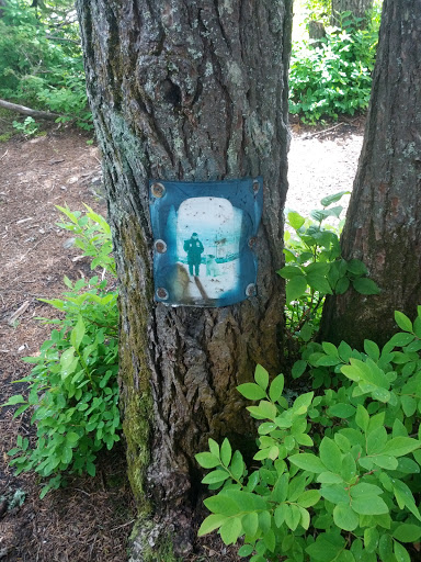 Hidden Old Photo Between Trees