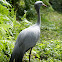 Blue Crane