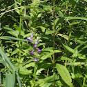 blue lobelia