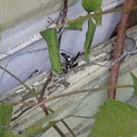 Unknown spotting