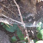 spiderweb