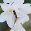 Hoverfly