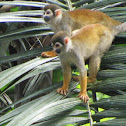 Black-capped Squirrel Monkey