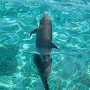 Bottlenose Dolphin