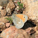Common Ringlet