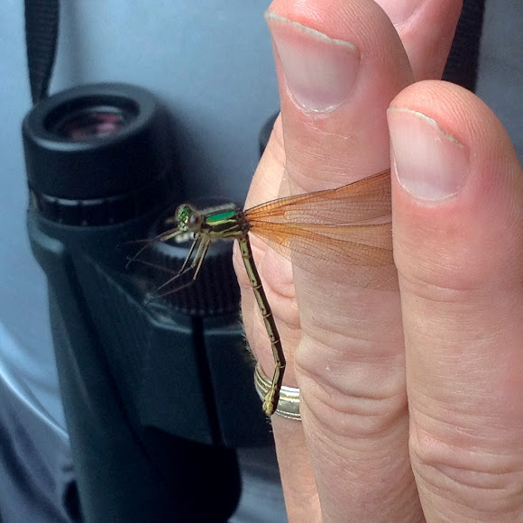 Spotting Image 1