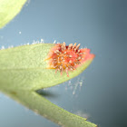 Hawthorn rust, roya del espino