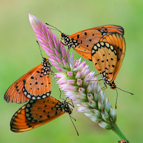 two couples and a guest by Anif Putramijaya - Wildlife Insects & Spiders