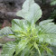 Spiny amaranth, kulitis