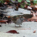 White-Throated Sparrow