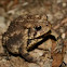 American Toad