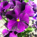 Purple Pansy