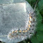 Caterpillar