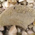 Moon Snail Egg Mass (Sand Collar)