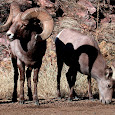 Deer-Pronghorn-Big Horn Sheep of the Rocky Mountains and the Plains - CO, UT, WY