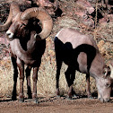 Rocky Mountain Bighorn Sheep