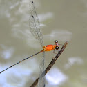Damselfly