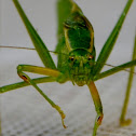 katydid