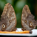Owl Butterfly