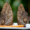 Owl Butterfly