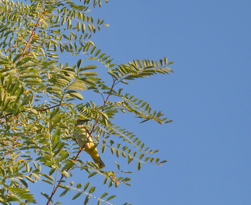 Eurasian Golden Oriole