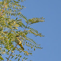 Eurasian Golden Oriole