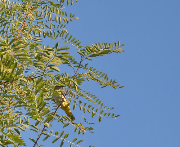 Spotting Image 1