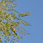 Eurasian Golden Oriole