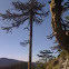 Araucaria(Pehuen)