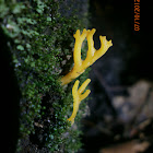 Yellow Stagshorn
