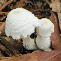 Parasol mushroom