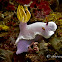 Hypselodoris Nudibranch