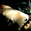 Hypocrea victoriensis