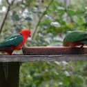 King Parrot