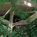 Snake skin