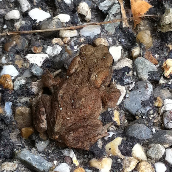 Spotting Image 1
