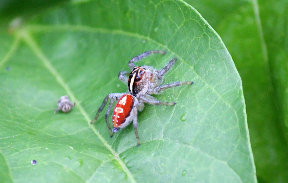 Spotting Image 1