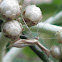 Plume Moth