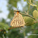 Common Silverline Butterfly