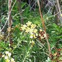 Quickweed?